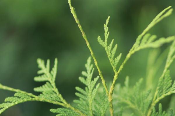 超級瑪麗7號和達爾文6號投保規(guī)則有哪些？可以保障什么？