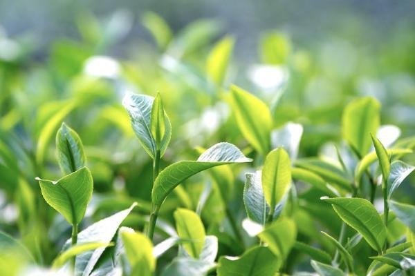 超級(jí)瑪麗保險(xiǎn)是哪家公司？購買時(shí)要注意什么？