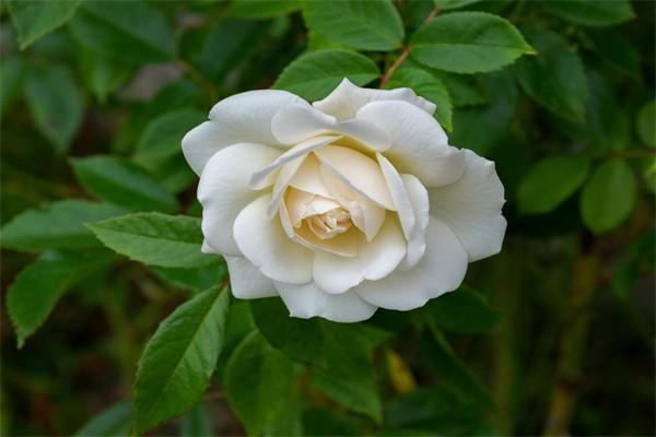 農(nóng)村養(yǎng)老保險每年200元60歲后每月領多少？可以領幾年呢？