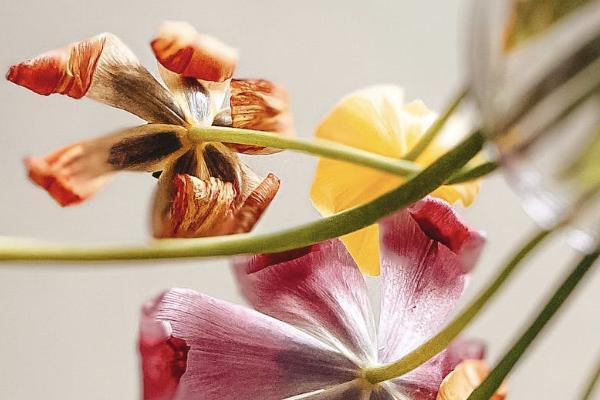 大黃蜂7號和青云衛(wèi)2號有什么不同？怎么選？