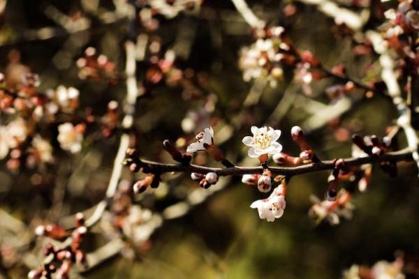 恒安標(biāo)準(zhǔn)老年惡性腫瘤危重疾病保險(xiǎn)有哪些投保規(guī)則？可以提供哪些保障？