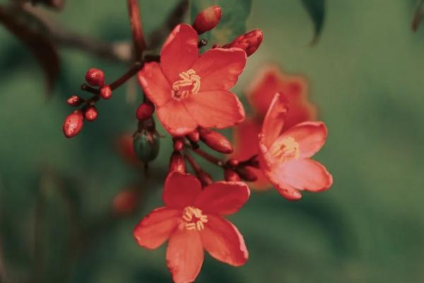 恒大人壽歲歲紅保險(xiǎn)可靠嗎？保什么？