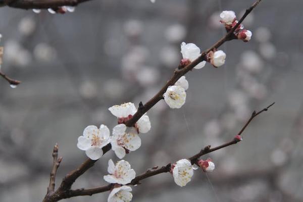 人保無憂一生重疾保險(xiǎn)返本嗎？有哪些投保要求？