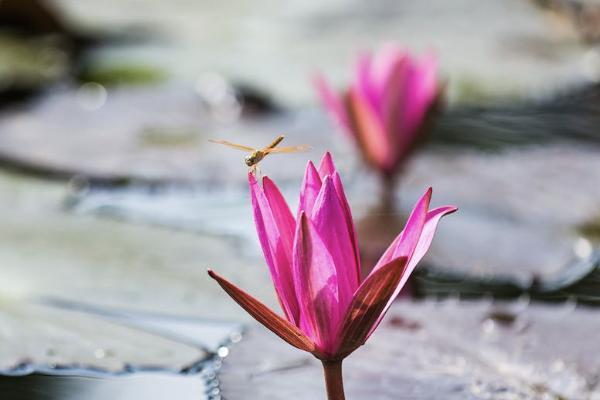 和泰樂享無憂互聯(lián)網(wǎng)專屬重大疾病保險(xiǎn)怎么樣？有哪些可選責(zé)任？