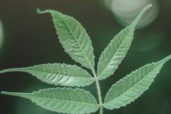 泰康老年惡性腫瘤疾病保險(xiǎn)有哪些投保的規(guī)則？可以提供哪些保障？