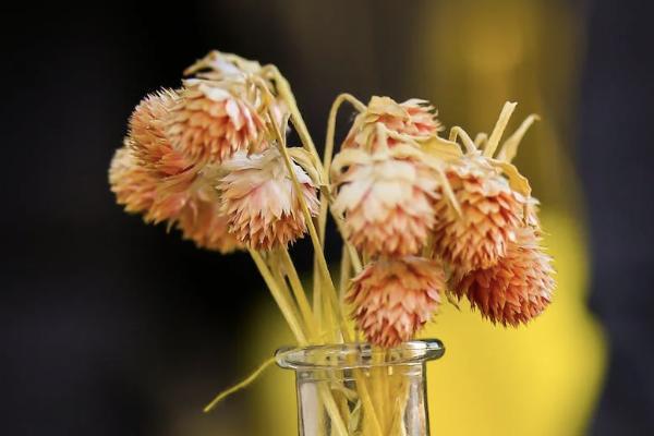 橫琴人壽小飛象重疾保險有哪些優(yōu)點(diǎn)？保費(fèi)要多少？
