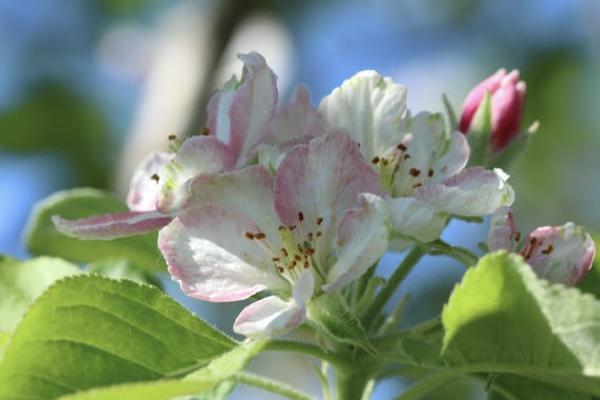 信泰如意享養(yǎng)老年金保險有哪些投保的相關(guān)規(guī)則？保障什么內(nèi)容？