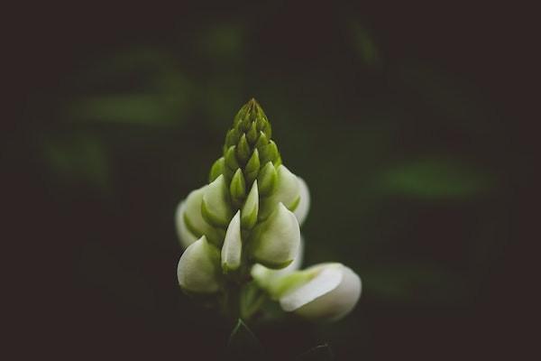 重疾險(xiǎn)理賠金給投保人還是受保人？如何給付？