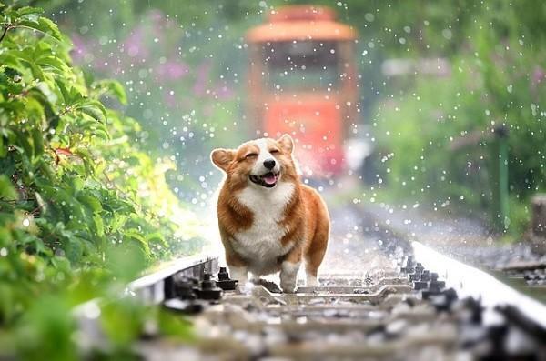 駕駛?cè)藛T意外險(xiǎn)打狂犬可以用嗎？出險(xiǎn)了怎么申請(qǐng)報(bào)銷呢？