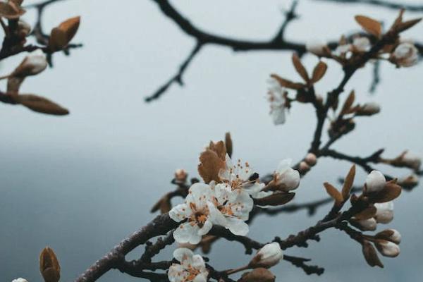 青云衛(wèi)2號是消費(fèi)型保險嗎