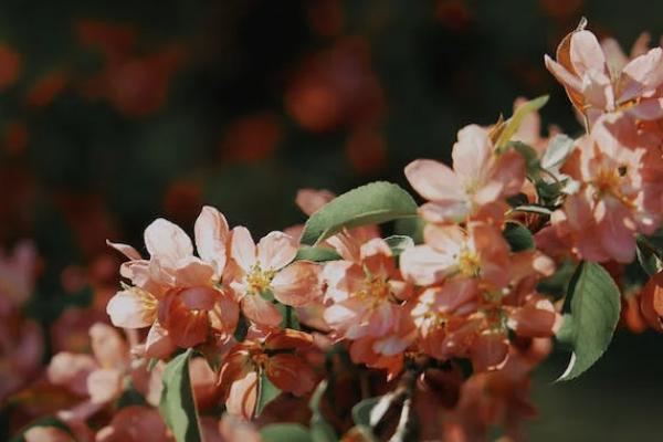 陽光人壽倍享陽光終身重大疾病保險(xiǎn)保什么？有什么不足？