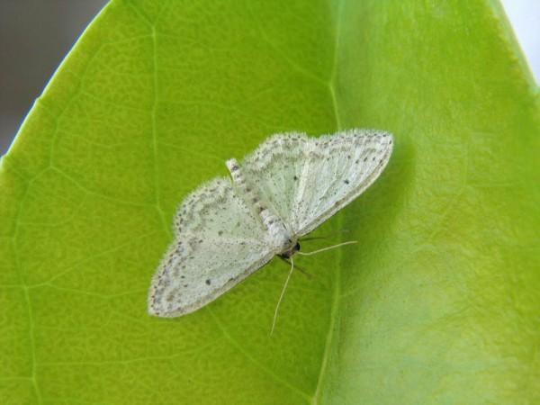 平安信用卡有意外險嗎？一年要多少錢？