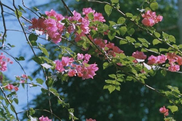 青云衛(wèi)2號(hào)少兒重疾險(xiǎn)缺點(diǎn)有哪些？靠譜嗎？