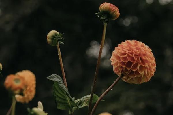 守護(hù)百分百的重疾責(zé)任的保險(xiǎn)期間是多久？等到期長嗎？