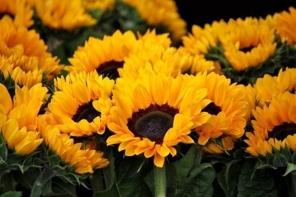 小淘氣1號重疾險和大黃蜂7號哪個保障好？應該買哪個