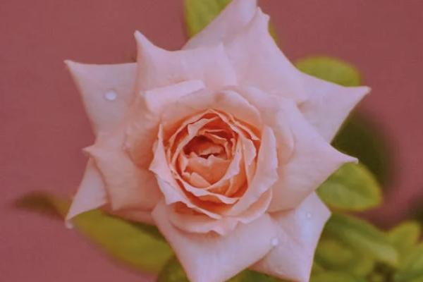 華泰少兒門急診保險(xiǎn)投保規(guī)則有哪些？一年保費(fèi)多少？
