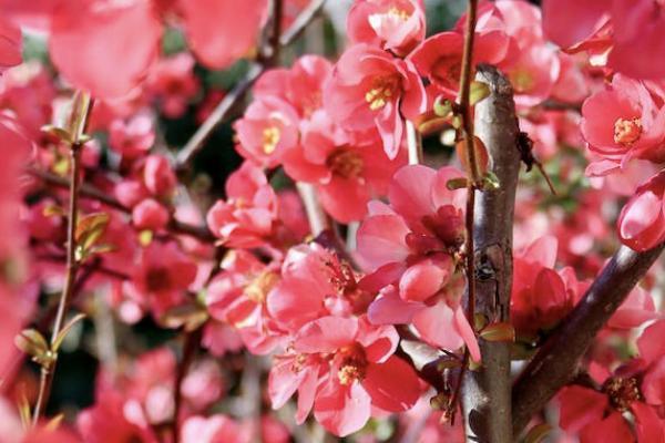 疾走豹1號(hào)重疾險(xiǎn)是哪家公司的？有哪些優(yōu)勢(shì)？