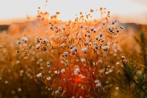 新華保險健安重疾條款是什么？怎么投保？