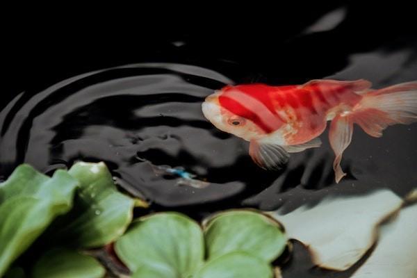 意外險(xiǎn)美容能報(bào)銷嗎？報(bào)銷的金額有什么限制？