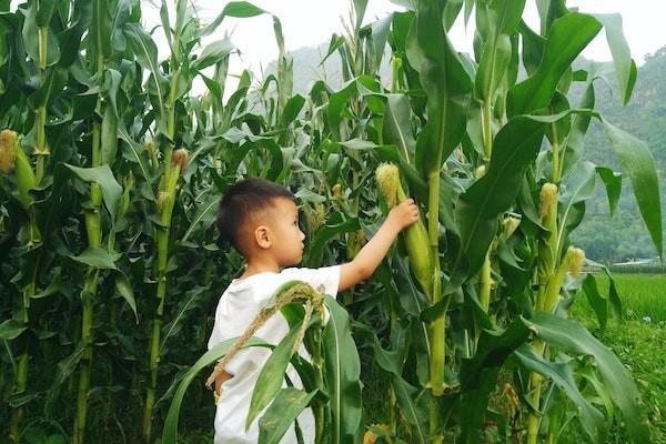 太平洋意外險(xiǎn)怎么查詢？怎么查詢繳費(fèi)記錄？