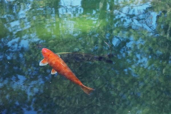 魚刺卡喉意外險(xiǎn)可以報(bào)嗎？意外險(xiǎn)報(bào)銷有哪些要求？