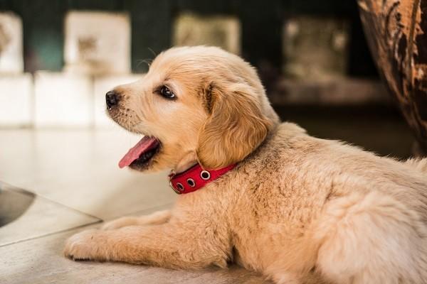 平安意外險(xiǎn)打狂犬疫苗能理賠多少？理賠流程是什么？