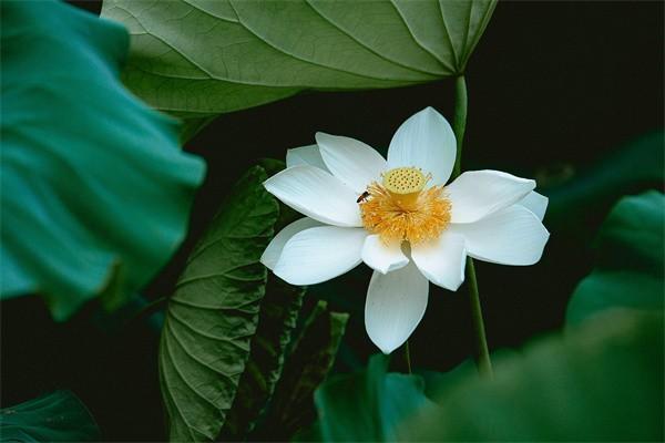 意外險(xiǎn)可以提前墊付嗎？提前墊付怎么申請(qǐng)？