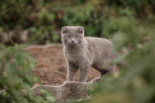 貓抓傷可以報意外險嗎？意外險報銷要多長時間？