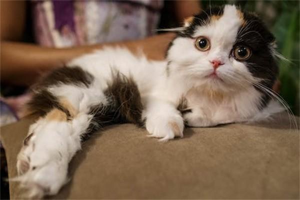 動物咬傷屬于意外保險范圍嗎？具體保障有哪些？