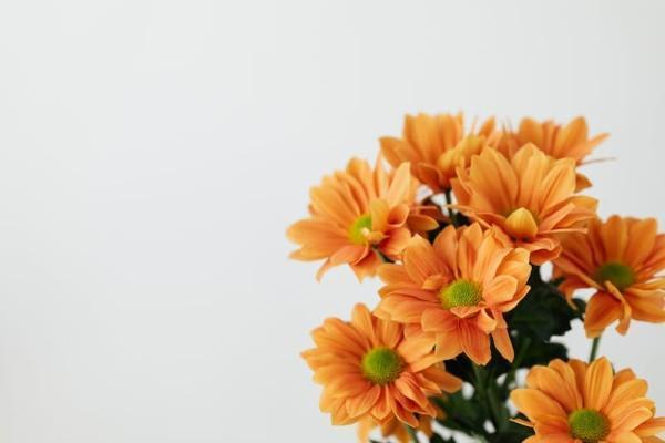 天安吉祥樹(shù)終身重大疾病保險(xiǎn)可靠嗎？有哪些保障？