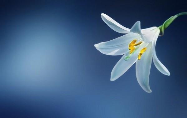 增額終身壽險和兩全保險的區(qū)別