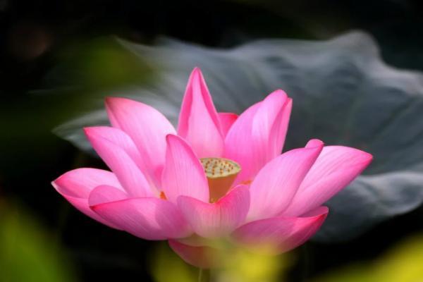 健康福重疾1號(hào)大病版120種重疾有哪些？值得買嗎？