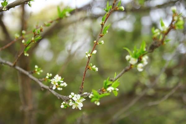 養(yǎng)老保險(xiǎn)包含醫(yī)療保險(xiǎn)嗎？養(yǎng)老保險(xiǎn)保障什么？