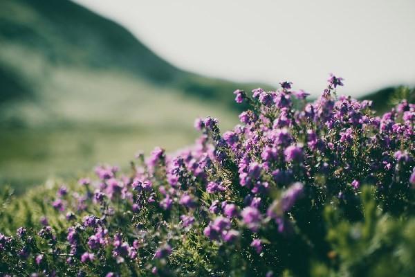 支付寶上的螞蟻保險可以買嗎？怎么買？