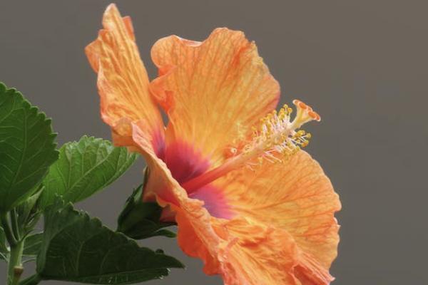 建樂增額終身重大疾病分紅型屬于是什么產(chǎn)品？可以分紅多少？