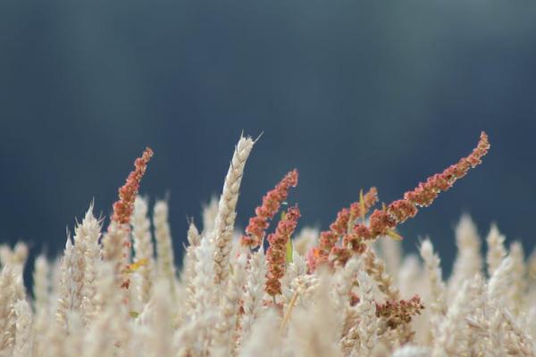 信泰保險如意紅A款可靠嗎？表現(xiàn)如何？