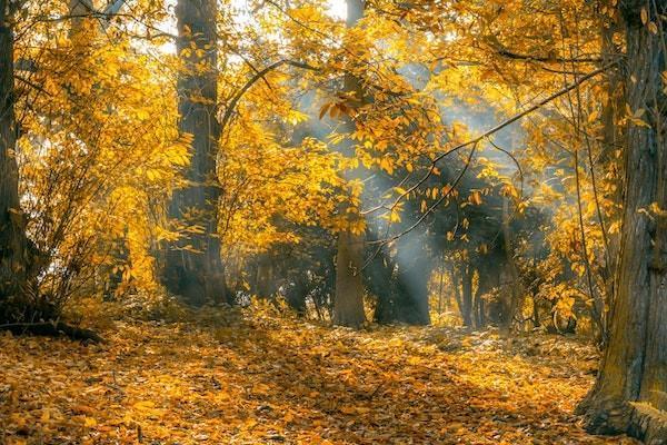 金瑞人生c款終身壽險分紅型附加重疾
