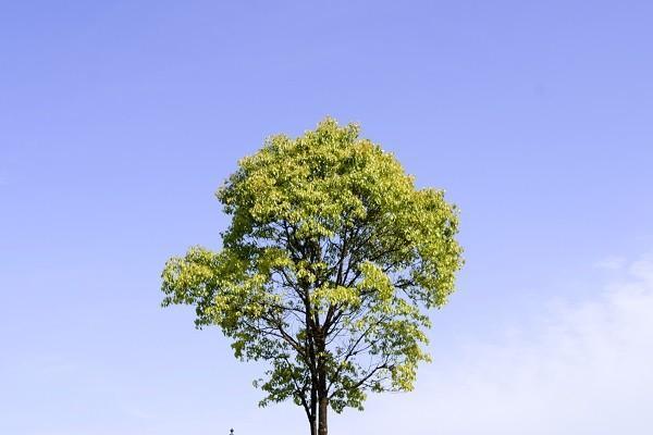 大地保險團體意外險賠償標準是什么？怎么理賠？