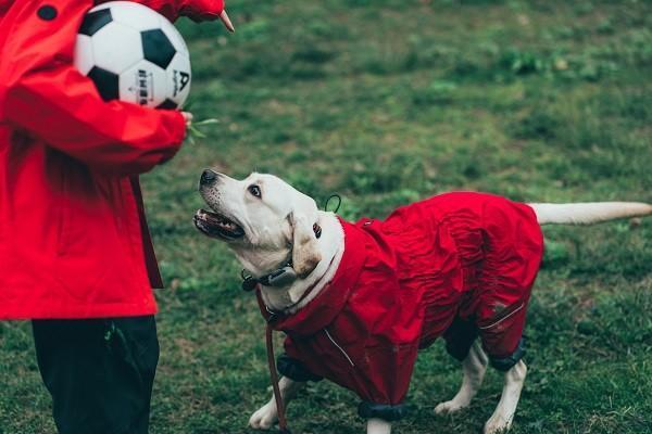 人壽意外險(xiǎn)狂犬疫苗能報(bào)多少嗎？怎么報(bào)銷？