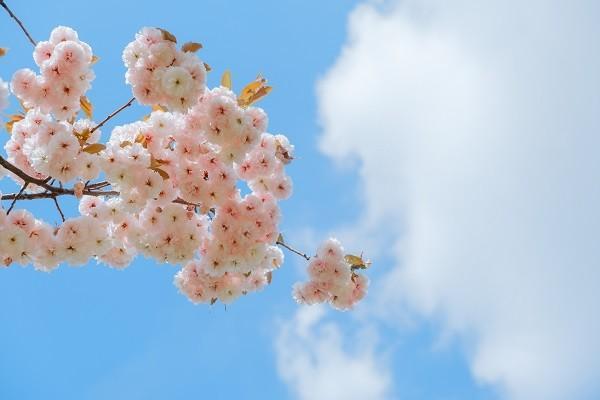 飛機(jī)失事沒買意外險(xiǎn)賠償嗎？有必要買嗎？