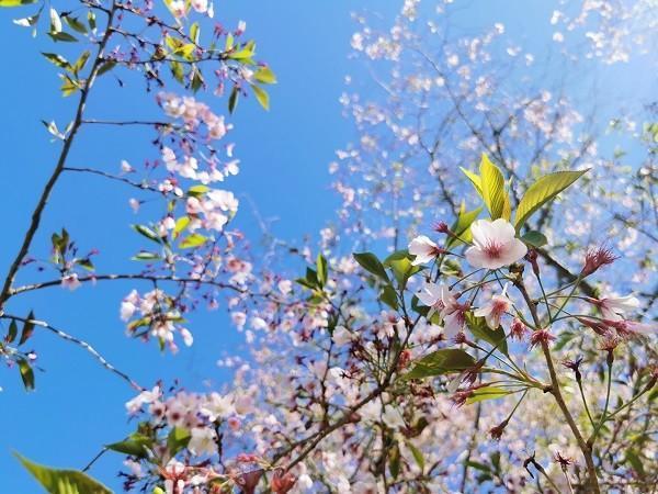 80元意外險(xiǎn)賠償標(biāo)準(zhǔn)是多少？包括哪些范圍？
