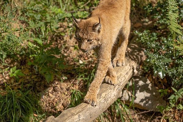太平洋保險猶豫期退保怎么辦理？退保能退多少錢？