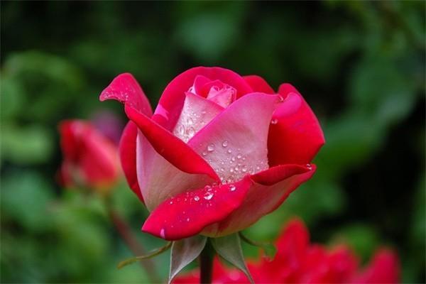 分紅險(xiǎn)能退本金嗎？退本金流程是什么？
