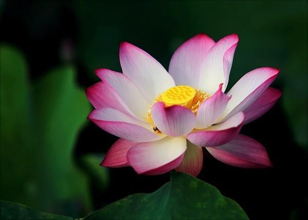 意外險(xiǎn)受益人可以是非親屬嗎？可以是哪些人？