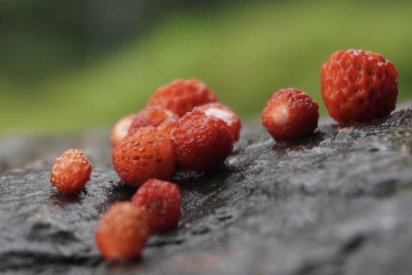 學(xué)平險的重大疾病范圍包括什么？如何報銷？