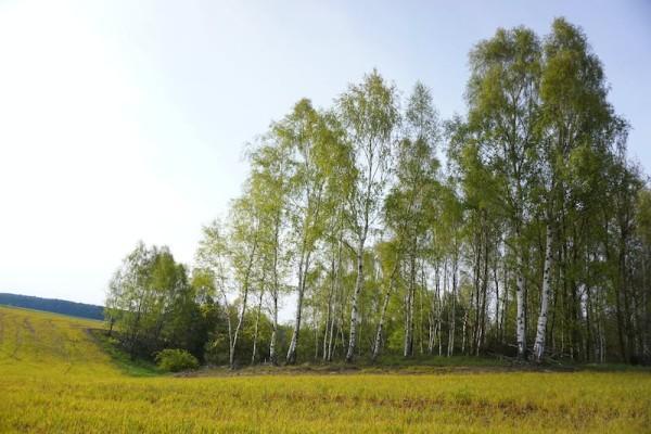 國壽附加豁免保險(xiǎn)費(fèi)定期壽險(xiǎn)(典藏版)咋樣？值得買不？