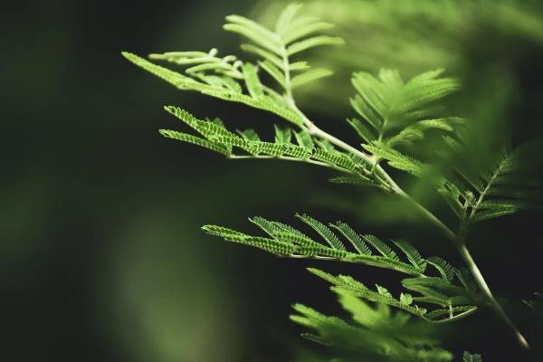 泰康在線保險(xiǎn)退保流程是什么？退保能退多少錢？
