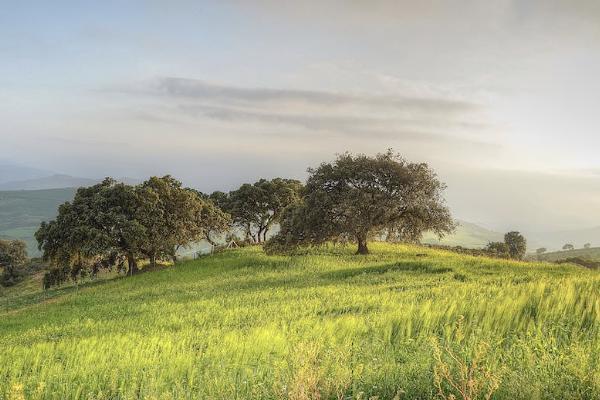 農(nóng)村醫(yī)療保險住院報銷比例是多少？范圍有哪些