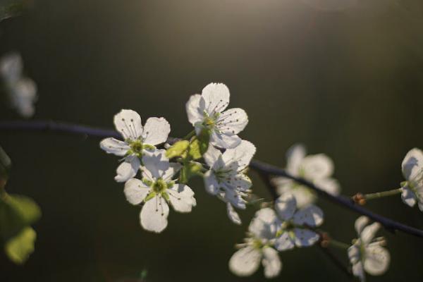 中英人壽如何退保費？退保能退多少錢？