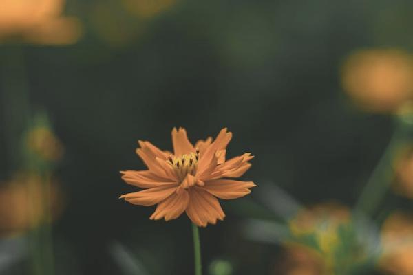人沒了養(yǎng)老保險可以退嗎？退保能退多少錢？